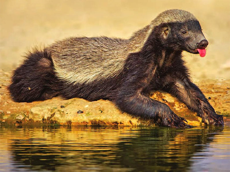 Ratel miodożerny